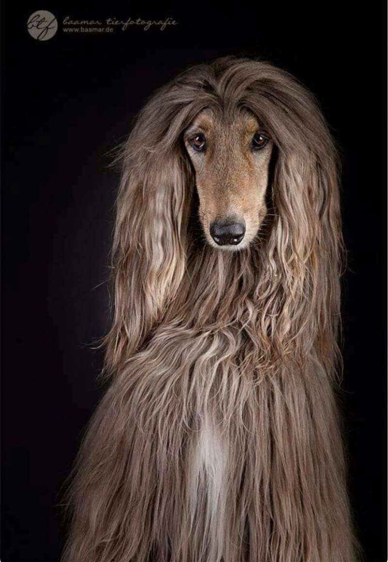 DENFRIS колли