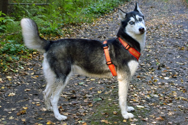 Шлейка прогулочная Husky