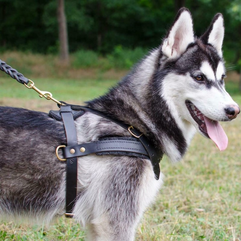 Шлейка Alaskan Malamute