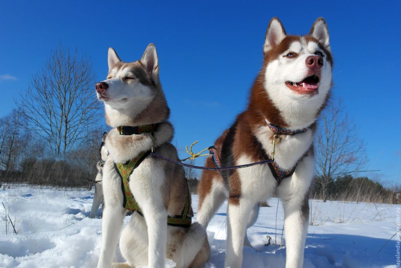 Шлея ездовая k9profi.