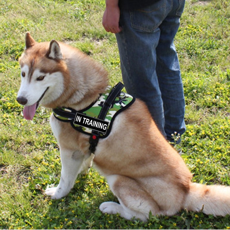 Шлейка прогулочная Husky