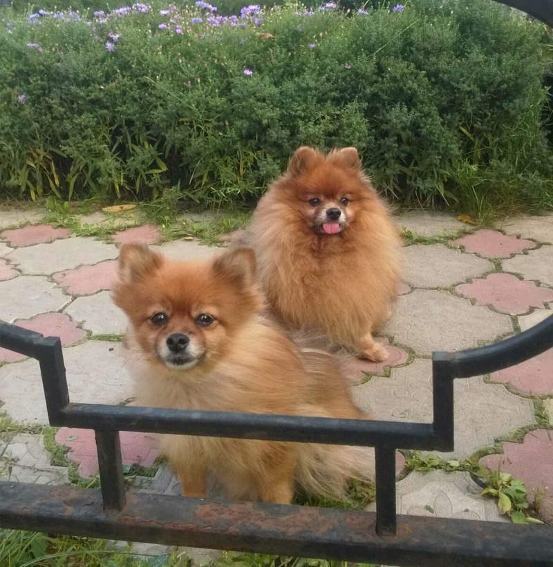 Шпиц девочка лысая