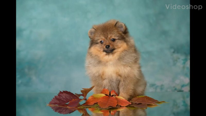 Немецкий цвергшпиц померанский шпиц