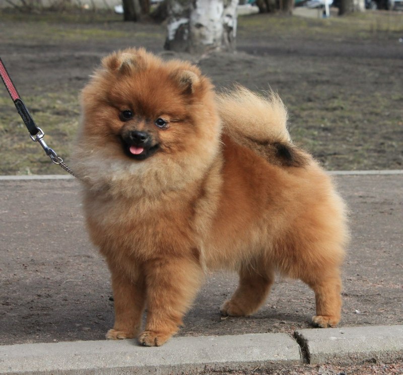 Немецкий шпиц