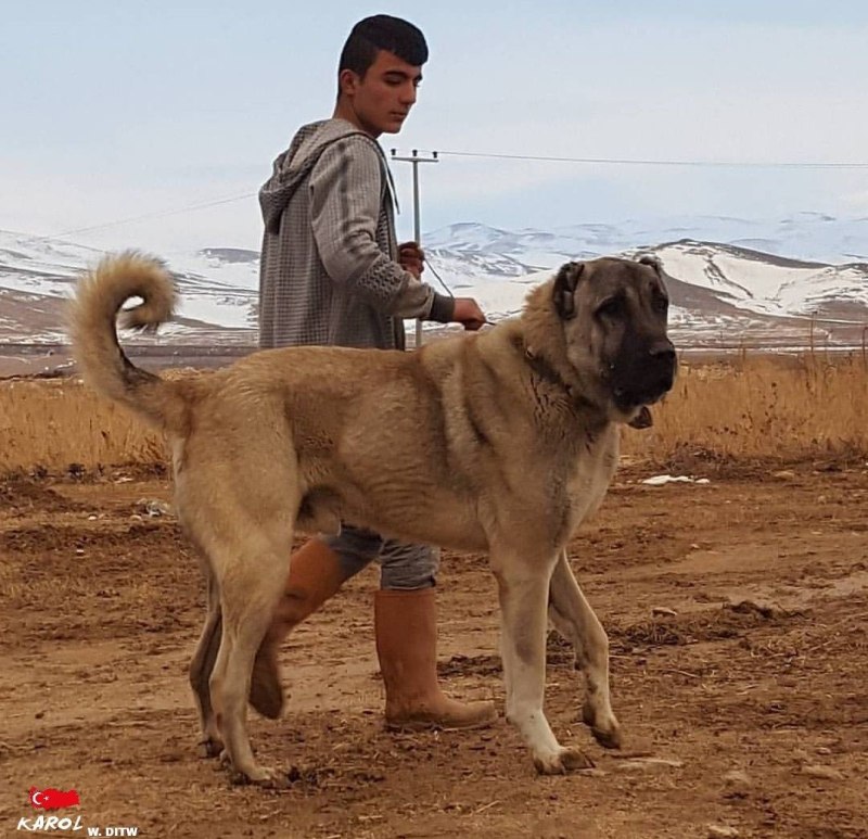 Кангал Турция собака