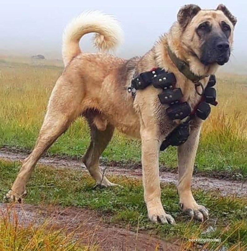 Сивас кангал собака