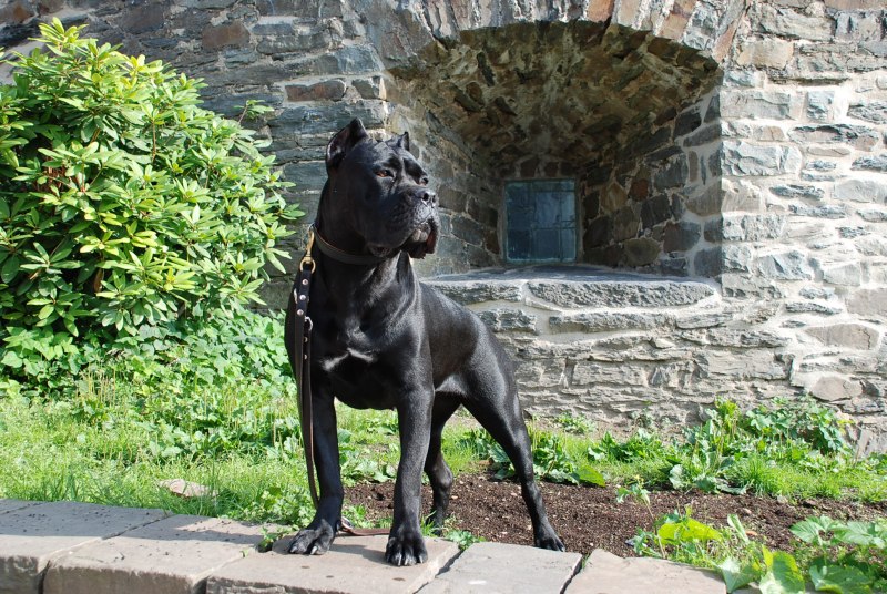 Кане Корсо (Cane Corso)
