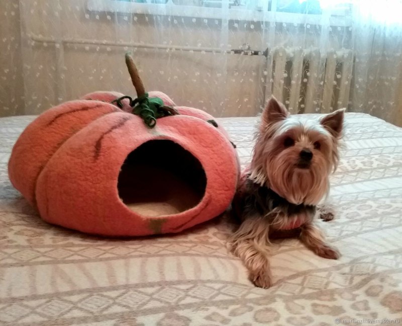 Домик для собаки чихуа