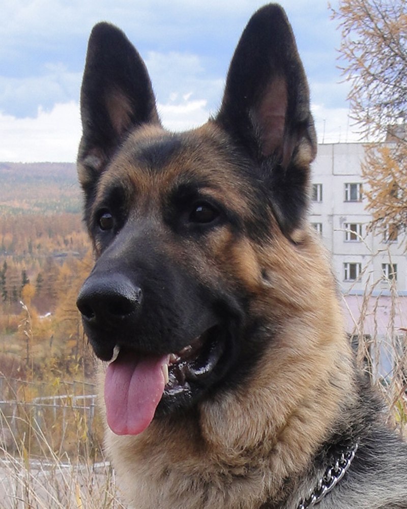 Овчарка Север Штази