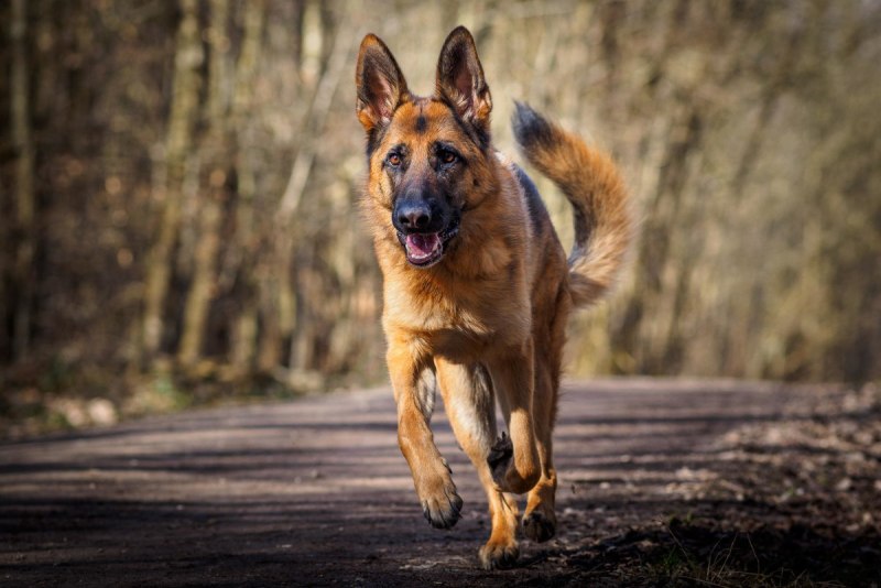 German Shepherd немецкая овчарка