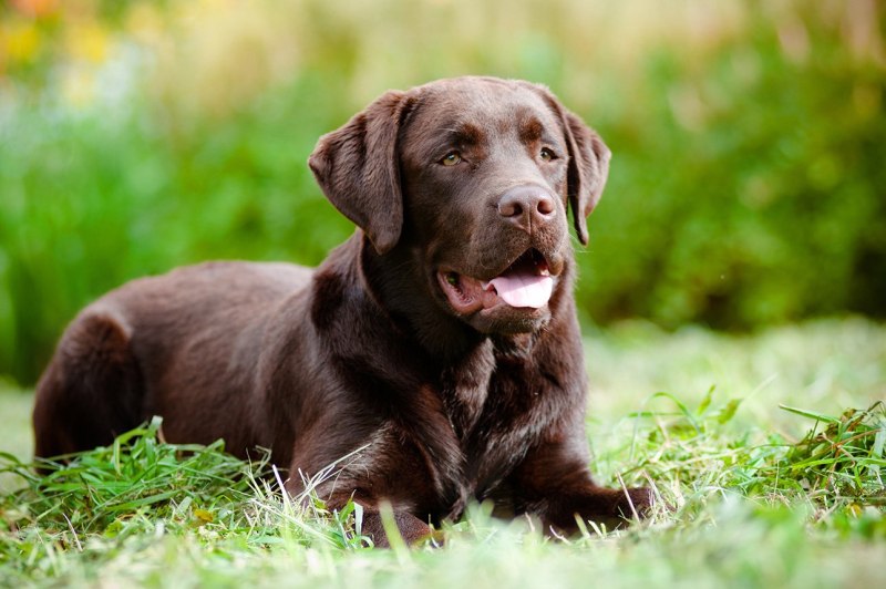 Лабрадор Retriever