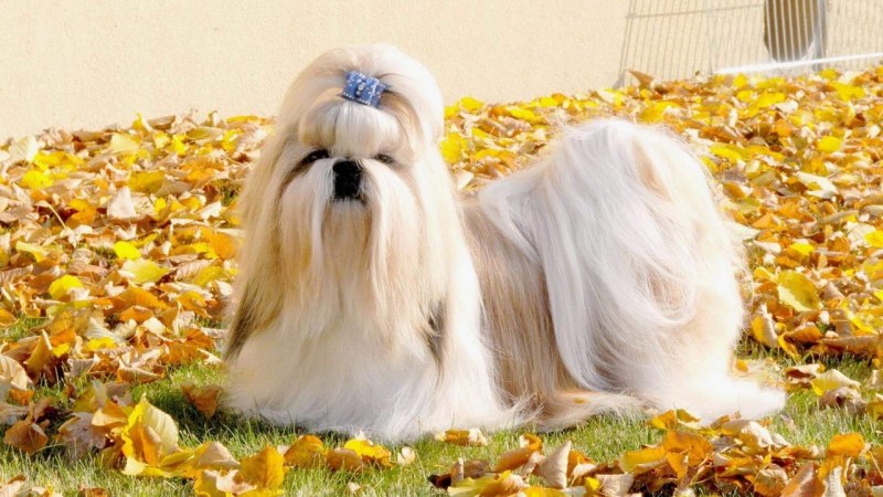 Ши тцу альбинос