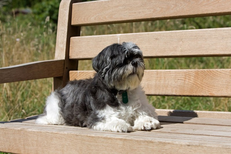 Shih Tzu Dog