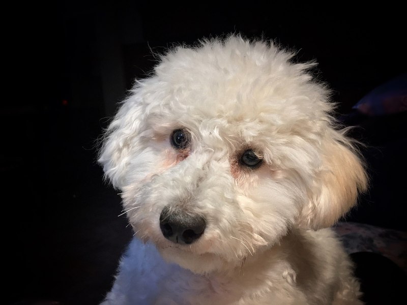 Toy Poodle щенки белые