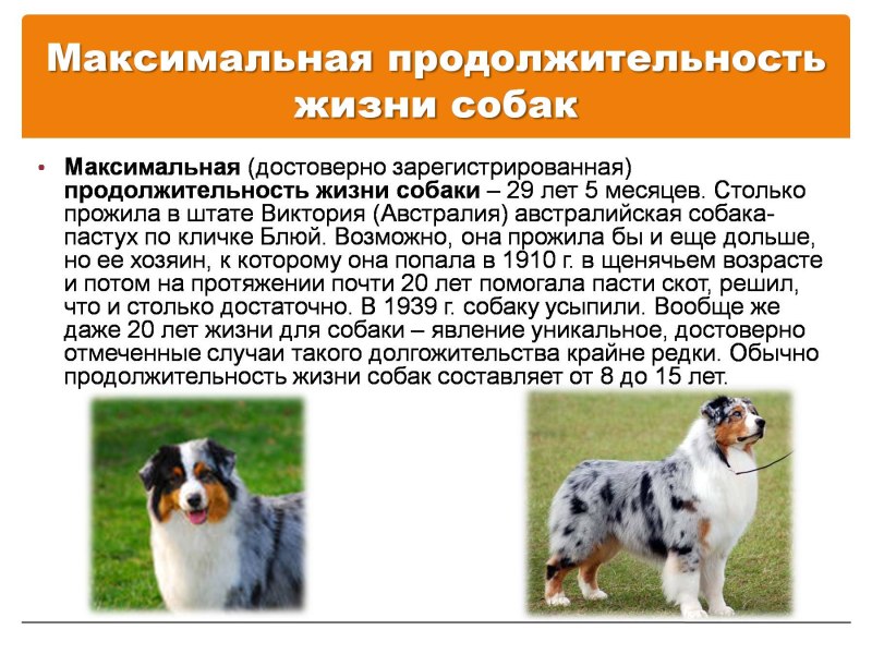Продолжительность жизни собак