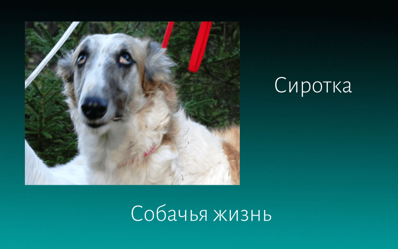 Собачья жизнь цитаты