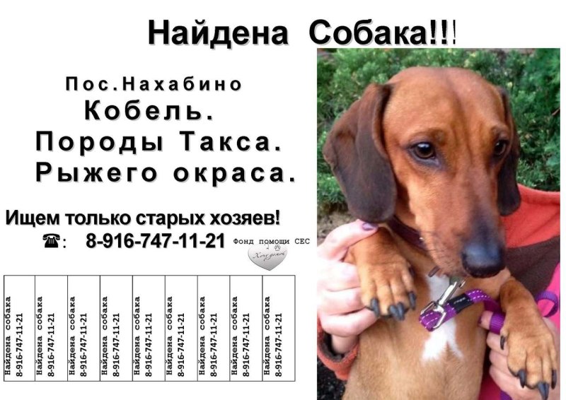 Кошачий Возраст по человеческим меркам таблица