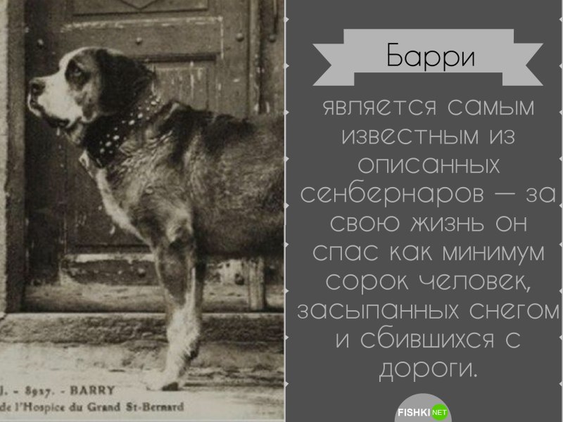 Настоящий хозяин Хатико