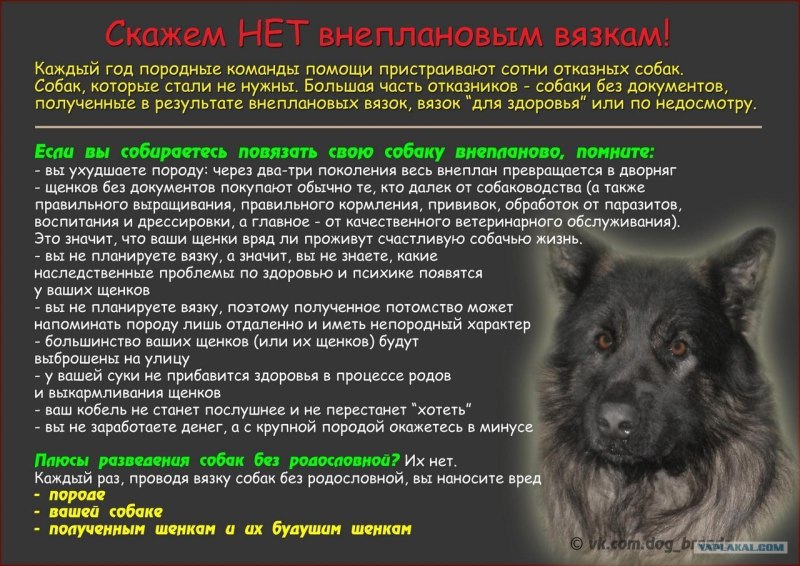 Золотой ретривер с лишним весом