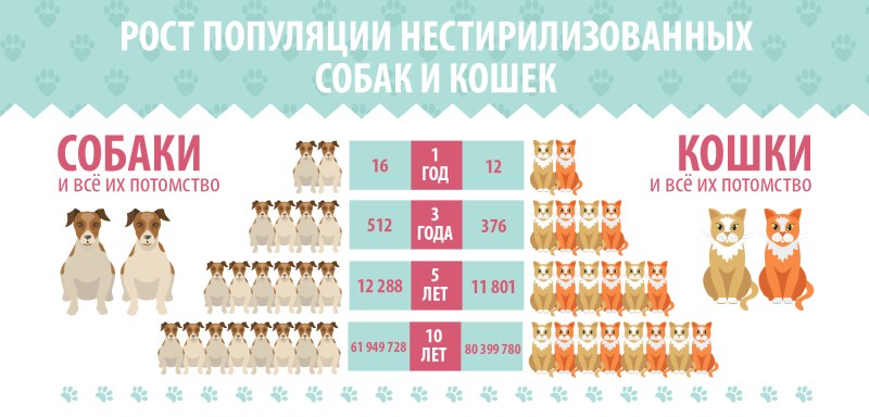 Возвращение Лесси 2020