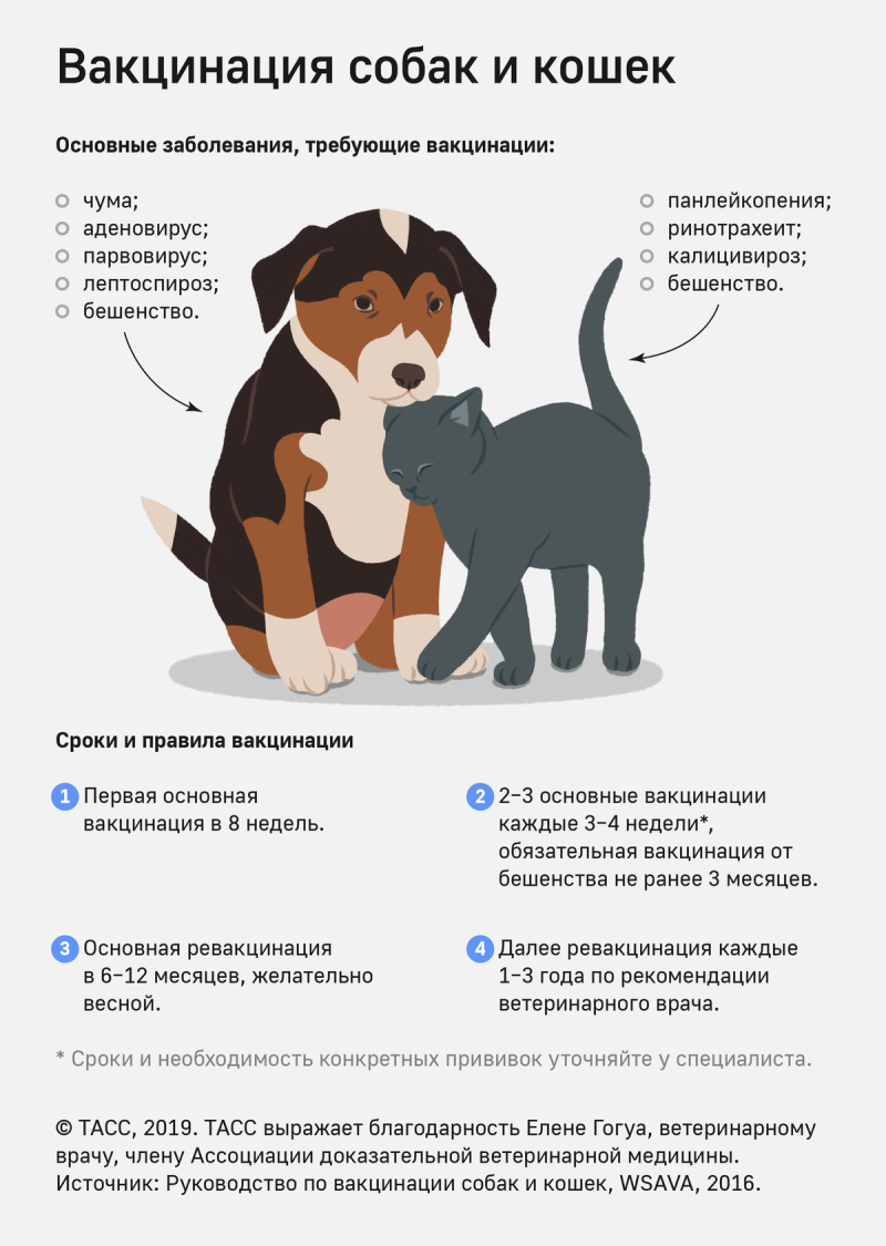Фильм собачья жизнь 2