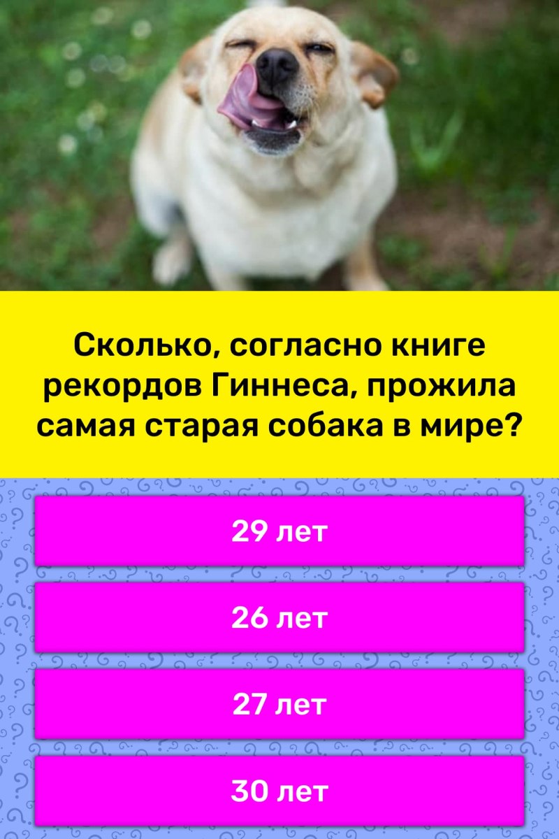 Фильм с собакой на заставке