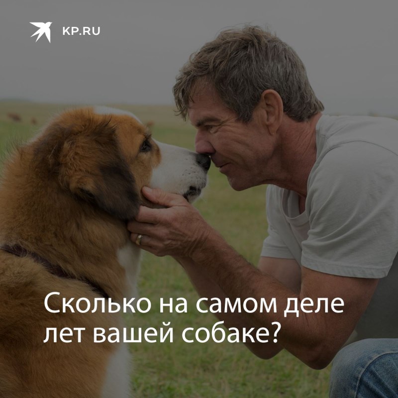 Живут таксы