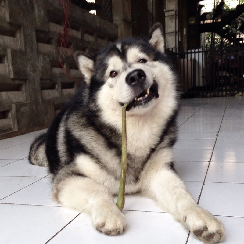 Alaskan Malamute