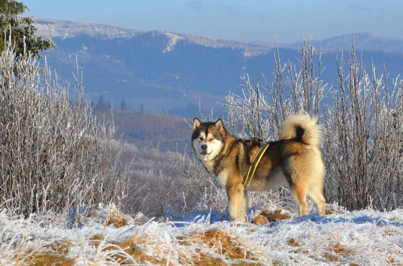 Американский маламут собака фото