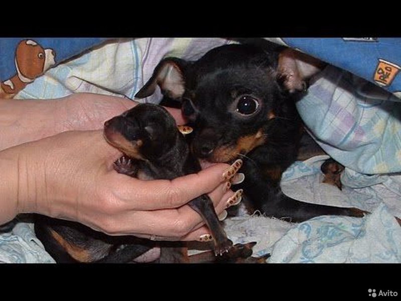 Новорожденные щенки той терьера