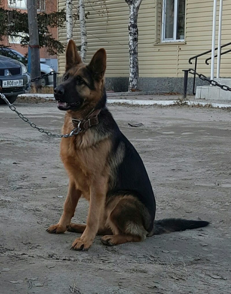 Собака немецкая овчарка