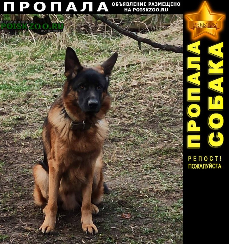 Пропала немецкая овчарка