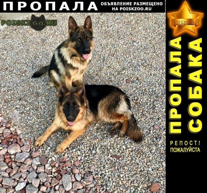 Немецкая овчарка девочка