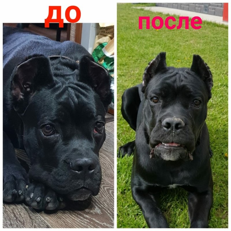Пластика ушей доберману