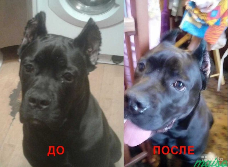 Доберман уши купируют