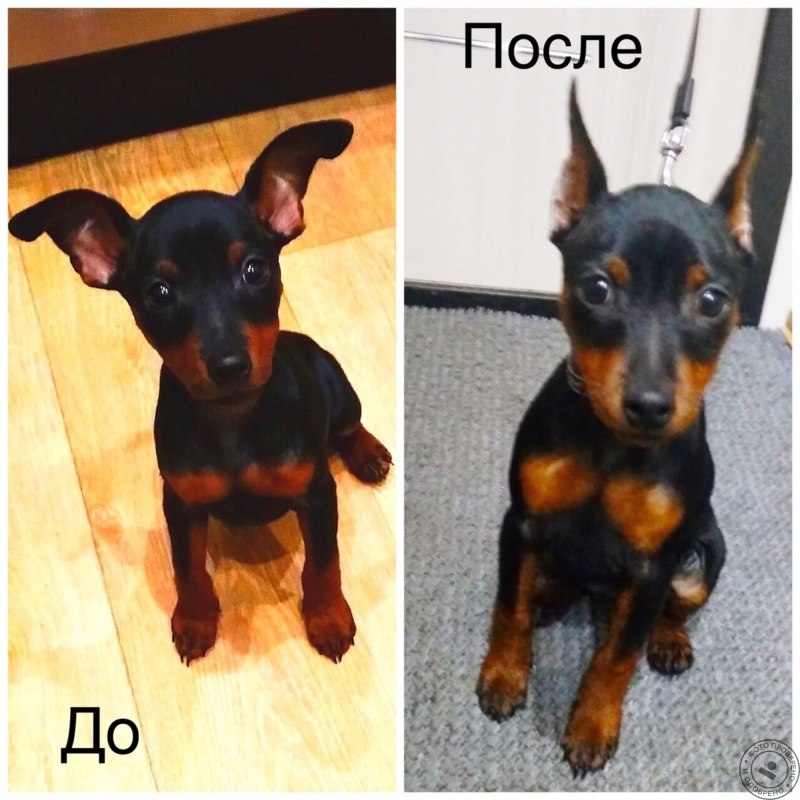 Купировка цвергпинчера