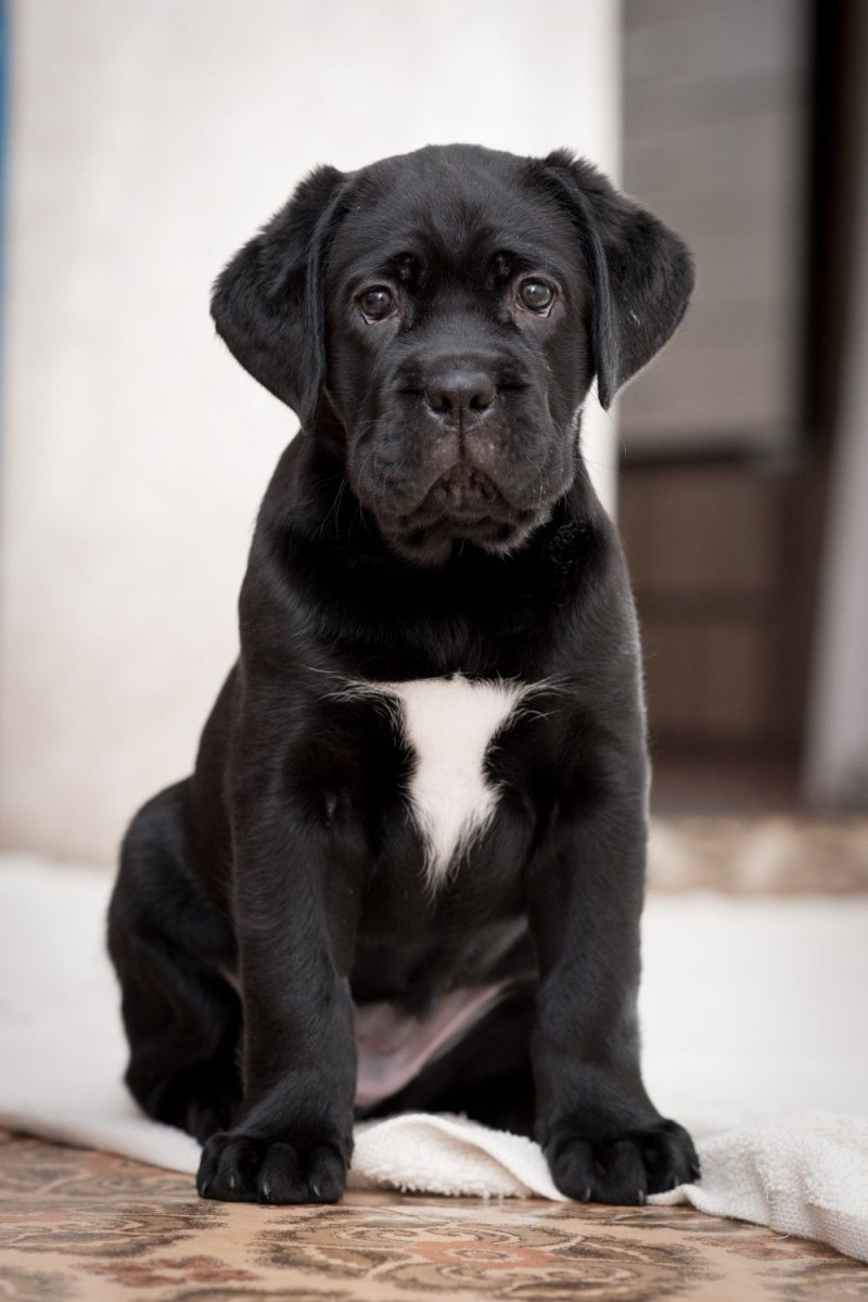 Кане Корсо (Cane Corso)