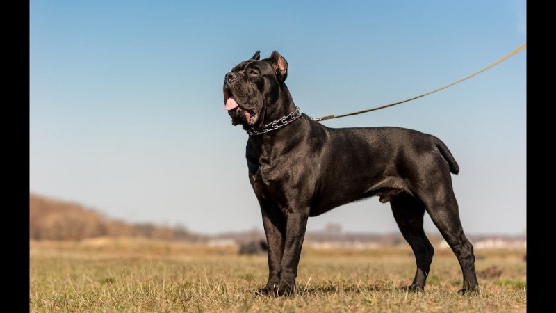 Кане Корсо (Cane Corso)