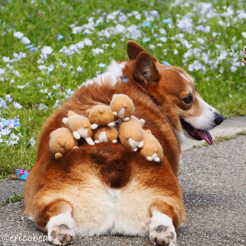 Вельш шпиц