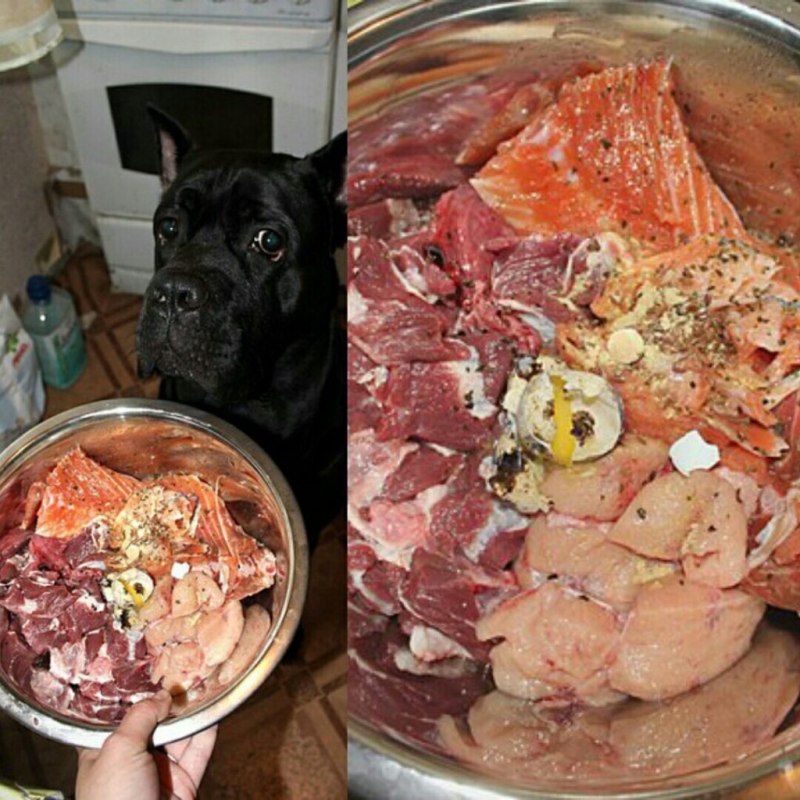 Рацион собаки