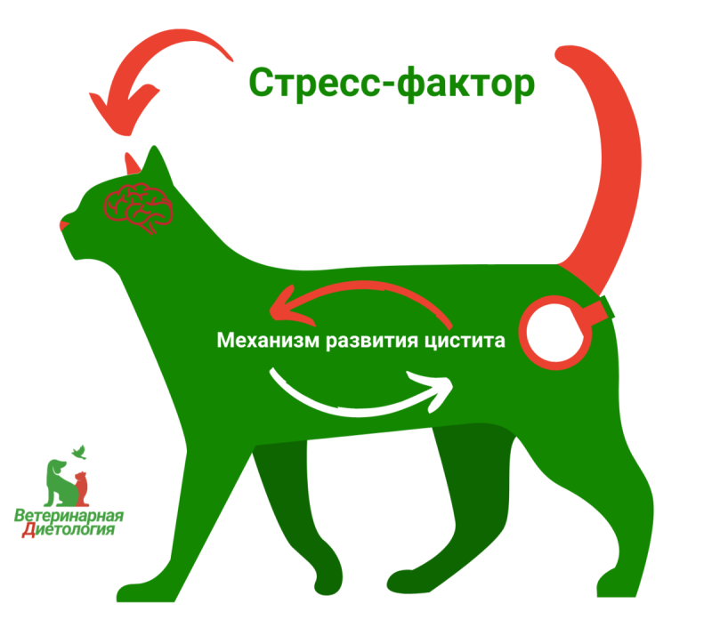 Собака в ветеринарной клинике