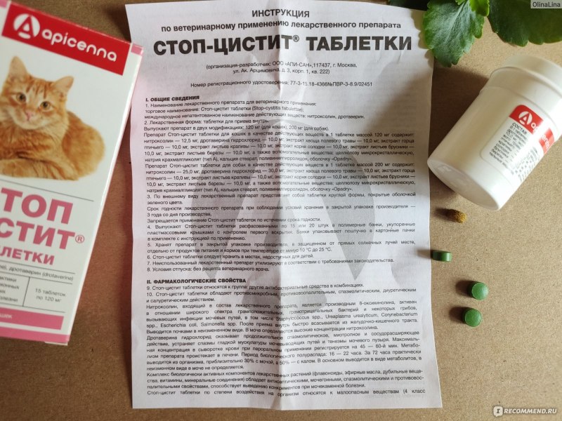 Собака писается