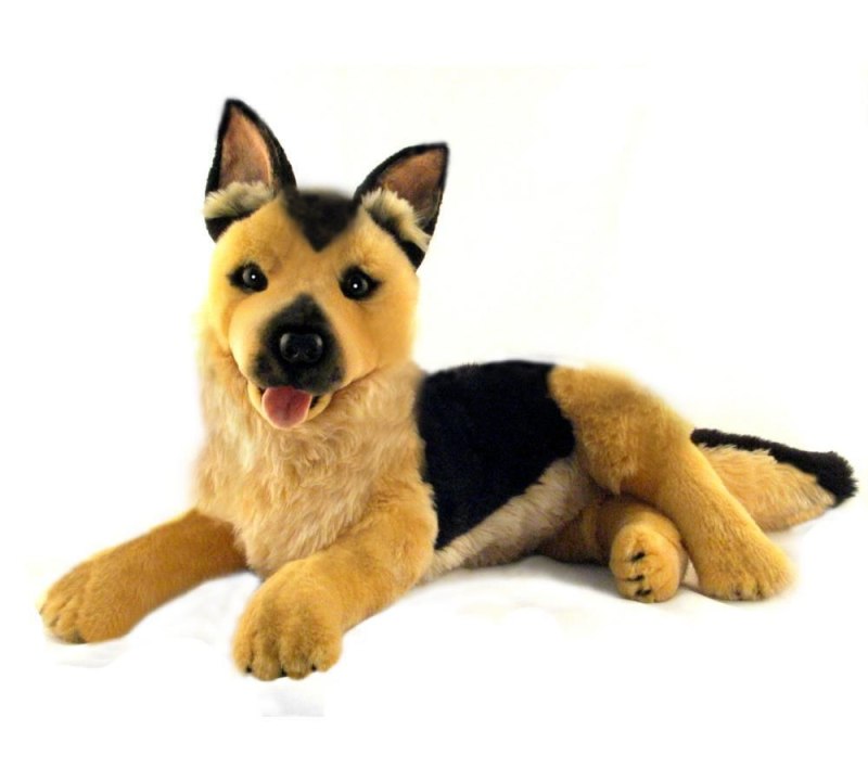 Австралийская пастушья Collecta
