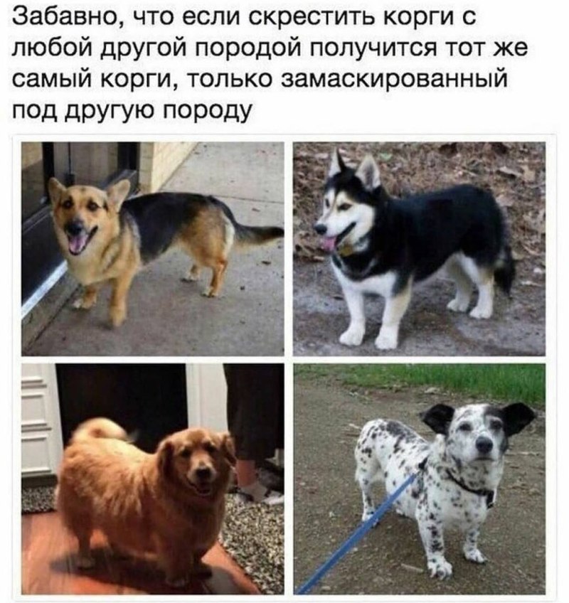 Метис вельш корги