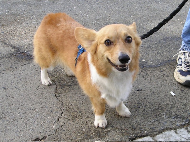 Рокки корги