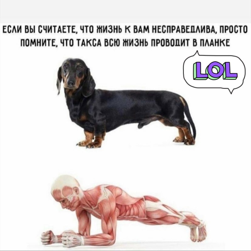 Такса в планке Мем