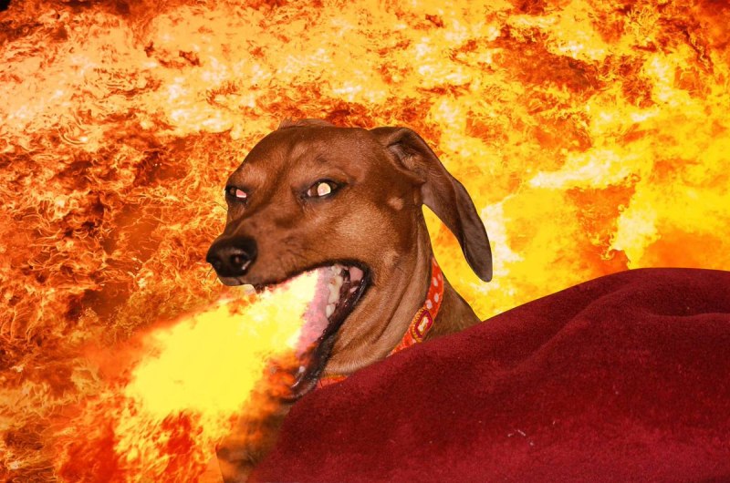 Dawg такса