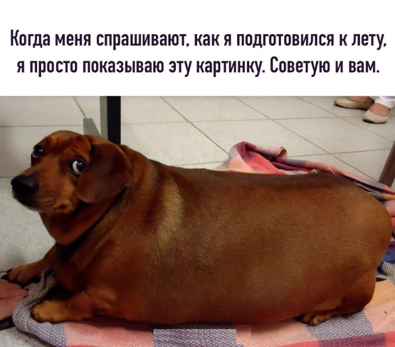 Толстенькая такса Мем