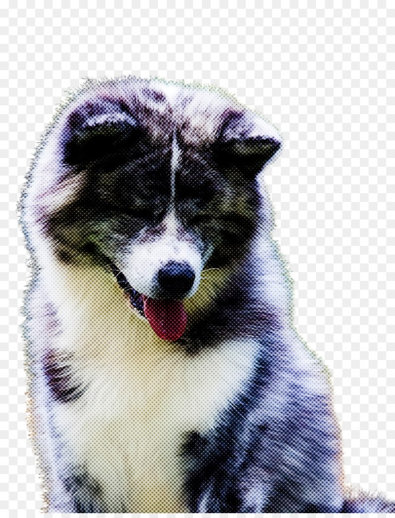 Ездовая лайка маламут