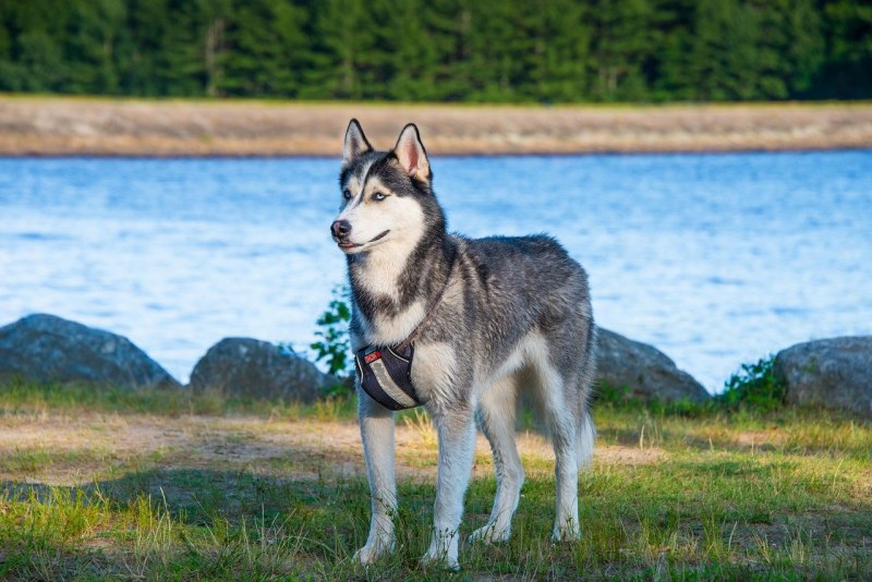 Американский xaski